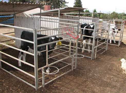 כלוב יחיד עם חצר 