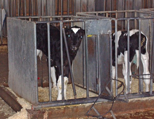 עגלים בכלוב זעיר, שמתאים בדיוק למידת גופם.