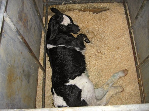 עגל שוכב בכלוב