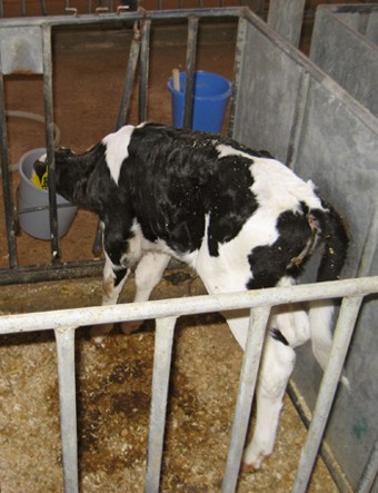 עגל שותה מבעד לסורגים. במשך היום אין העגלים מקבלים מים, מלבד בהאכלה שמתרחשת פעמיים ביום.