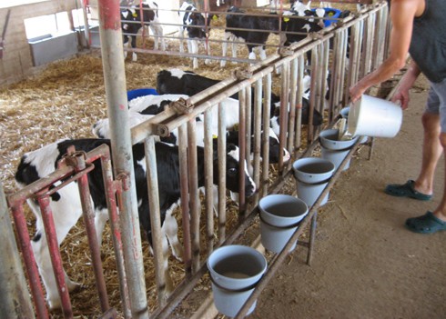 עגלים במכלאות משותפות מקבלים מים, לאחר ההאכלה.