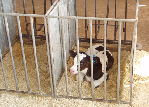 עגל בכלוב. לדברי הרפתן, כחמישה אחוזים מכלל העגלים מתים בימיהם הראשונים.