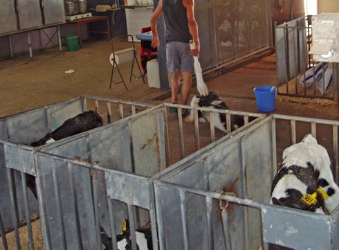 רפתן גורר את העגל שנמצא מת.