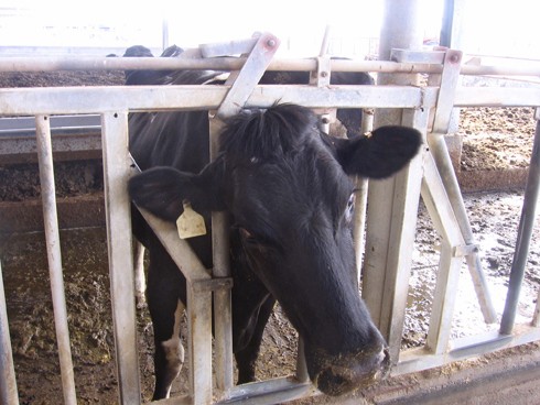 מוציאה ראשה מבעד לסורגים