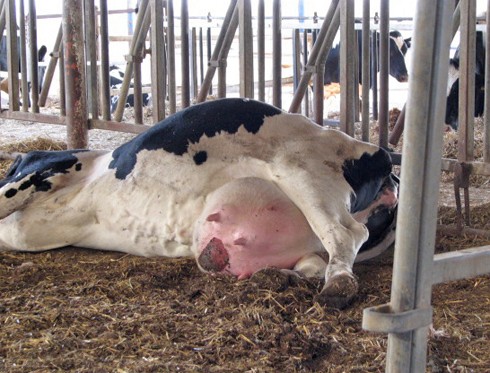 שוכבת ברפת. למרות שהיא הייתה שקטה, ניכר היה שהכבדות של גופה המעוות גורמת לה קושי רב.