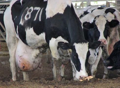 פרות משוטטות ברפת.