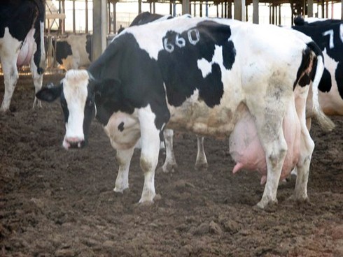 פרה עם עטין מנופח