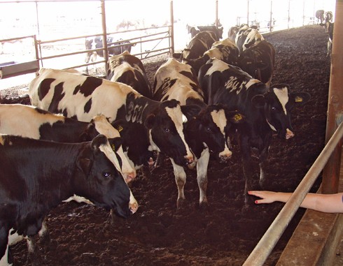 התרחקות הפרות בעת התקרבות יד אדם, מראה על הפחד שבו הן שרויות.