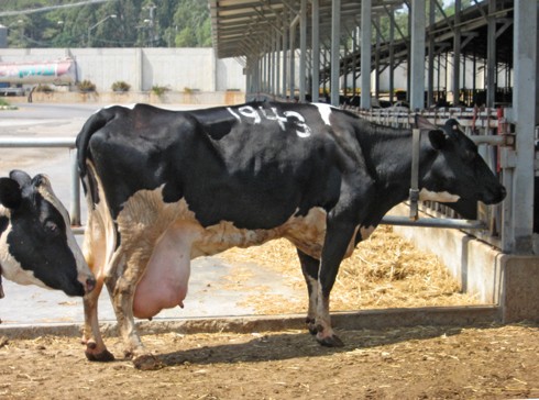 פרה 1943, בעלת עטין מנופח מאוד, באופן שמקשה עליה עמידה נוחה והליכה.