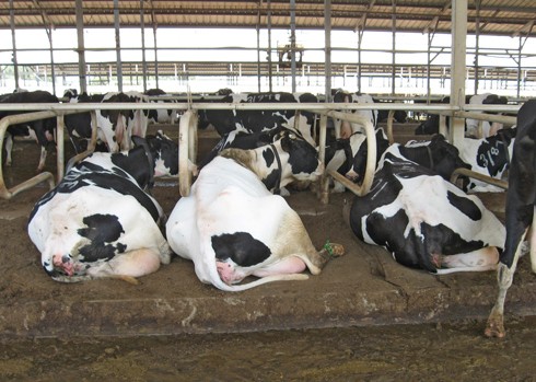 רובצות ברפת, על הרצפה שמלאה הפרשות.