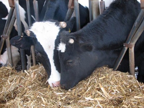 פרות ברפת, מנסות לאכול מבעד לסורגים