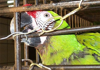 תמונת אילוסטרציה: In Defense of Animals