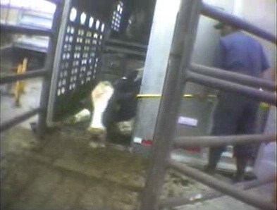 שוק חשמלי בראש בניסיון להצעיד פרה שקרסה ברכב הובלה. 