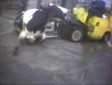 נהג מלגזה דוחף פרה באמצעות להבי המלגזה. הוא לה מצליח להכניס את הלהבים מתחת לגופה אלא מפיל אותה, מגלגל...