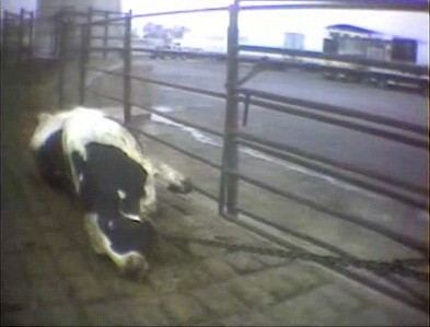 מלגזה גוררת פרה הקשורה ברגלה. גוף הפרה מתהפך על הרגל בחוסר אונים ותיכף תימשך רגלה קדימה בעוצמה.