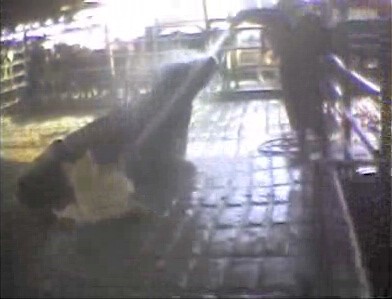 פועל מתיז מים בעוצמה רבה לתוך אפה ופיה כדי שתחושת הטביעה תגרום לה להפעיל את רגליה ולקום