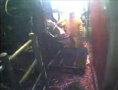 שוחט בפעולה על צווארו של פר. השחיטה ב-Agriprocessors מתחילה בפעולה דמויית ניסור, הלוך ושוב.