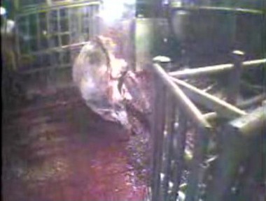 פר שנשמט ממתקן פקוימה, בהכרה מלאה, עף מעוצמת הנפילה מספר מטרים ותוך כדי כך מתגלגל על צווארו באופן שנראה...