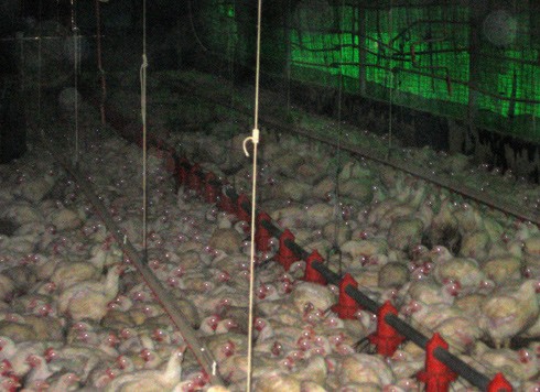 אלפי תרנגולות דחוס בלוב צפוף