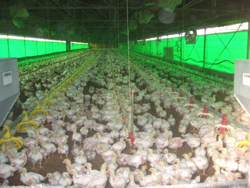 תרנגולים לבשר - צפיפות חונקת - למען זכויות לבעלי חיים