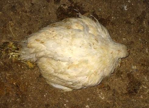 תרנגול גוסס בלול בשר