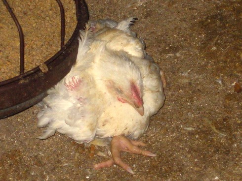 תרנגול גוסס ליד כלי אוכל - אנונימוס נגד התעללות בבעלי חיים