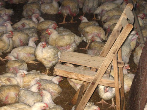 תרנגולים צפופים בלול תעשייתי - אנונימוס נגד התעללות בחיות