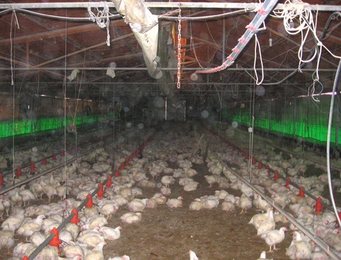 תרנגולים בלול פטמים לבשר - התעללות קשה בבעלי חיים