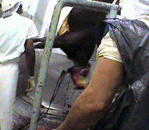 פר שחוט לאחר שהונף ונתלה ברגלו, במשחטה ליד מונטוידאו, אורוגוואי. מתוך חקירת PETA