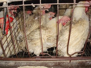 תרנגולות מכוסות בהפרשות של התרנגולות בסוללה שמעליהן בלול Gemperle Enterprises, קליפורניה. מתוך חקירת Mercy for Animals