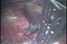 פר גוסס בהכרה לאחר שחיטה כשרה במשחטת AgriProcessors, איווה. מתוך חקירת PETA ב-2004.