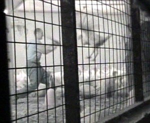 עובד לול של Bernard Matthews באנגליה זורק תרנגול הודו חי לחברו החובט בתרנגול במוט. מתוך חקירת Hillside Animal Sanctuary