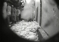 צילום מחקירה סמויה לגבי התעללות בבעלי חיים במשקי חי מתועעשים.