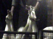 הובלת ברווזים שגרתית במשק העובד עם Manor Farm Ducklings, אנגליה: תופסים בצוואר, שניים בכל יד. מתוך חקירת Hillside Animal Sanctuary