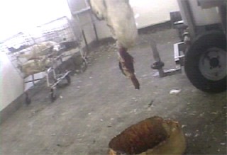 התעללות בברווז במפטמת Elevages P?rigord, קוויבק. מתוך חקירת Global Action Network