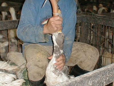 פיטום אווז בעזרת צינור פיטום עבה