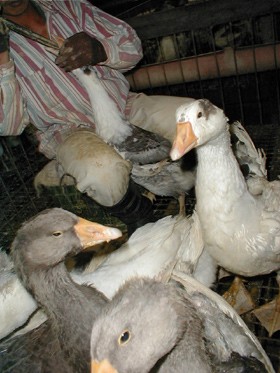 פיתום אווזים כפוי שנעשה בכח וגורם פציעות מרובות לאווזים