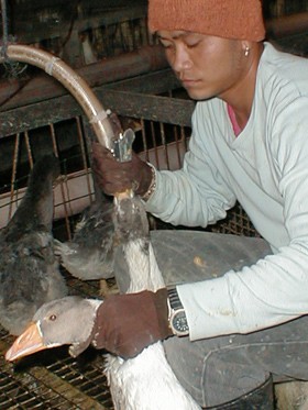 תמונות הפיטום בכתבה צולמו בגלוי על-ידי צוות אנונימוס במפטמה בציפורי, 5.5.2001. בתקופה זו לא הייתה עדיין הכרה...