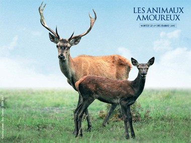 איל ועופר בכרזת הסרט חיות מאוהבות .