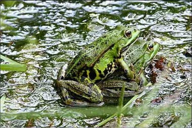 שתי צפרדים בזמן הזדווגות בתוך נחל