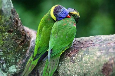 שני תוקים בזמן חיזור