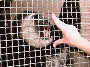 קוף בתוך כלוב סורגים ואצבעות של אדם מונפות לעברו