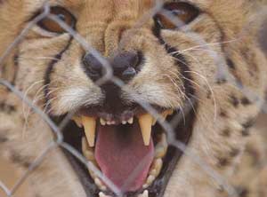 נמר מאחורי גדר