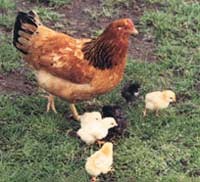 תרנגולת ואפרוחים על מטיילים בדשא טבעי