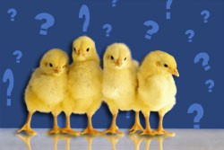 אפרוחים? סימני שאלה!