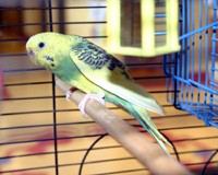 תוכי קטן על מקל בתוך כלוב.