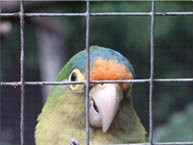 תוכי מאחורי כלוב. בעלי חיים בשבי.