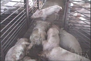 ערמת חזירים מתים במשק Bell Farms, דקוטה הדרומית. מתוך חקירת Humane Farming Association