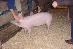 הספר הרשת של שרלוט מעביר לקוראות והקוראים דימוי של גידול בעלי חיים כפרי בעוד שרוב מכריע של בעלי החיים...