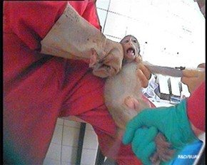 התעללות בקןף במעבדת Covance, גרמניה. מתוך חקירת BUAV